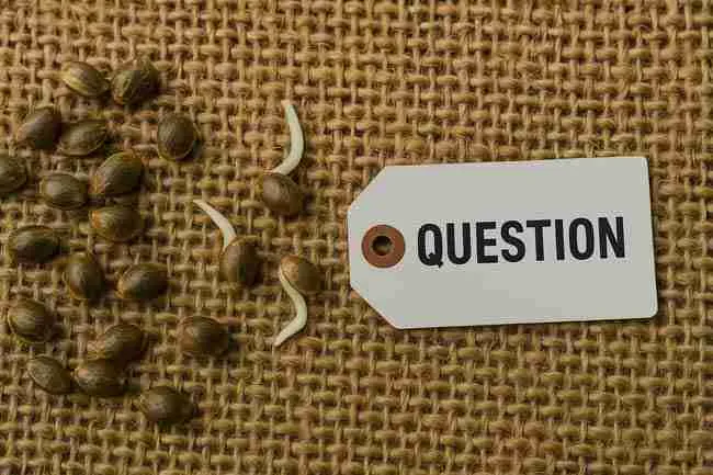 Cannabis seeds on burlap with sprouting seeds nearby, symbolizing storage mistakes caused by odors and contamination.