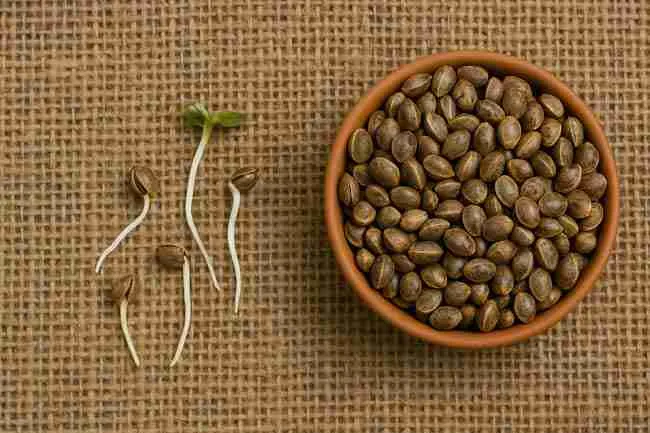 Cannabis seeds in a bowl beside sprouted seeds, symbolizing seed storage mistakes from expired or ineffective desiccant use.