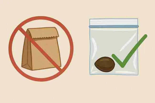 Illustrated comparison of storage methods with paper bag crossed out and ziplock bag approved, symbolizing common seed storage mistake FAQs.