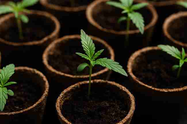 Horizontal close-up of young cannabis seedlings in pots, symbolizing how growers adjust care and feeding schedules for varied F2 cannabis plants.