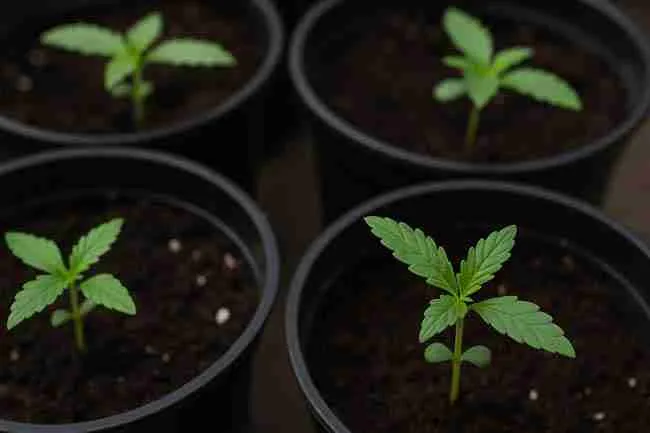 Horizontal close-up of uniform young cannabis seedlings in pots, symbolizing flat canopy management possible with F1 and BX3 cannabis seed runs.