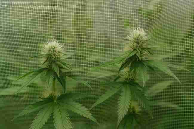 Cannabis plants behind fine mesh netting showing HEPA-style filtration concept for cannabis pollen control.