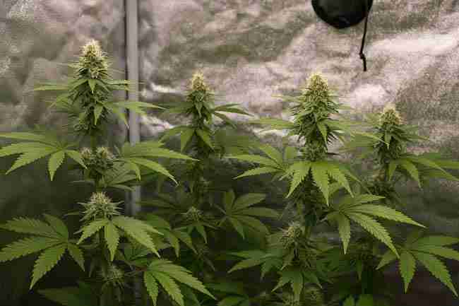 Indoor grow tents of different sizes showing cannabis plants arranged for maximum yield efficiency.