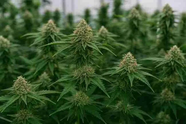 Prevention plan: how you lower feminized seeds herm risk to near zero):
Indoor cannabis grow room with healthy, dense buds under stable lighting showing prevention of feminized seeds herm risk through proper setup.