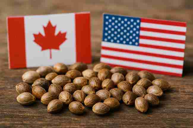 ship cannabis seeds winter across Canada and USA with cannabis seeds displayed alongside Canadian and U.S. flags