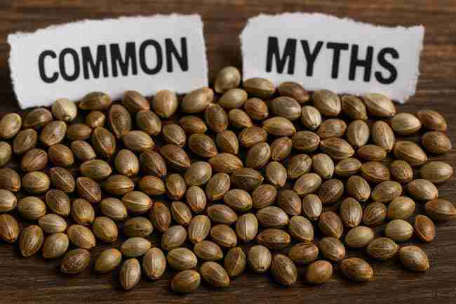 ship cannabis seeds winter myths illustrated with cannabis seeds under paper labels “common myths”