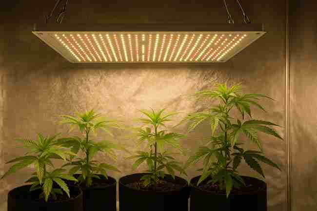 Horizontal image of a full-spectrum LED grow light shining above cannabis plants in fabric pots inside a grow tent.