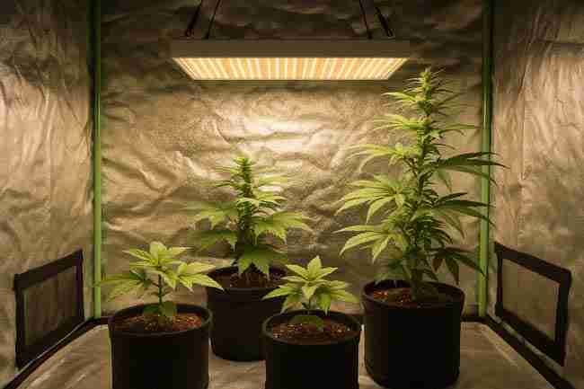 Horizontal image of four cannabis plants at different growth stages inside a reflective grow tent under a suspended LED light.