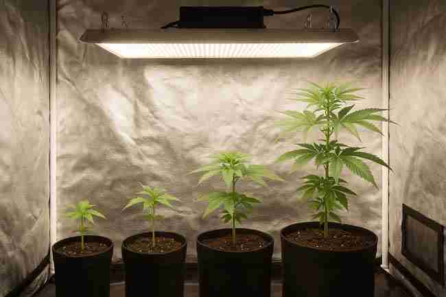 Horizontal image of four cannabis plants at different growth stages in fabric pots under a suspended LED light inside a reflective grow tent.