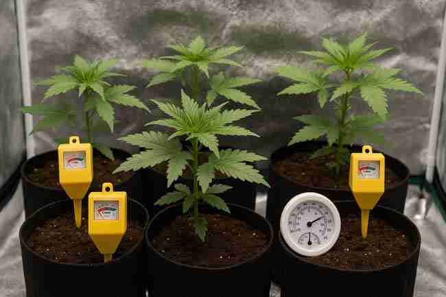 Horizontal image of young cannabis plants in fabric pots inside a reflective grow tent with soil moisture meters and a hygrometer for monitoring conditions.