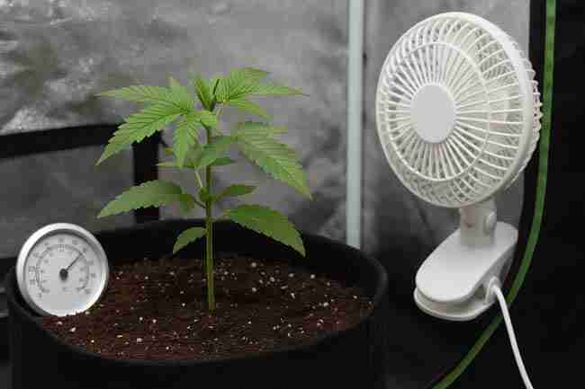 Horizontal image of a young cannabis plant in a fabric pot with a clip-on fan and soil thermometer inside a reflective grow tent.