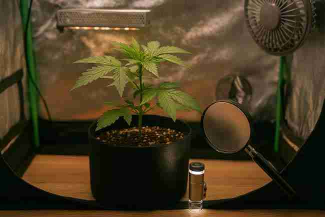 Horizontal image of a cannabis plant inside a grow tent with a magnifying glass and pocket microscope for close inspection under LED lighting.