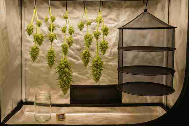 Horizontal image of harvested cannabis branches hanging to dry inside a reflective grow tent with a mesh drying rack, jar, and hygrometer.