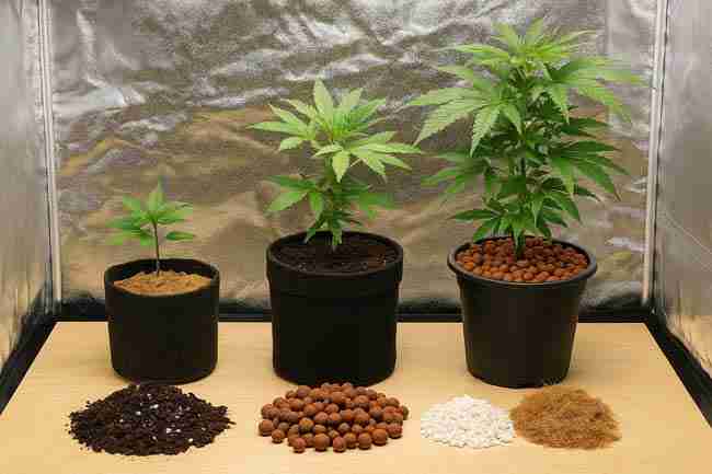 Horizontal image of cannabis plants in pots using different growing media—soil, coco coir, clay pebbles, and perlite—inside a reflective grow tent.