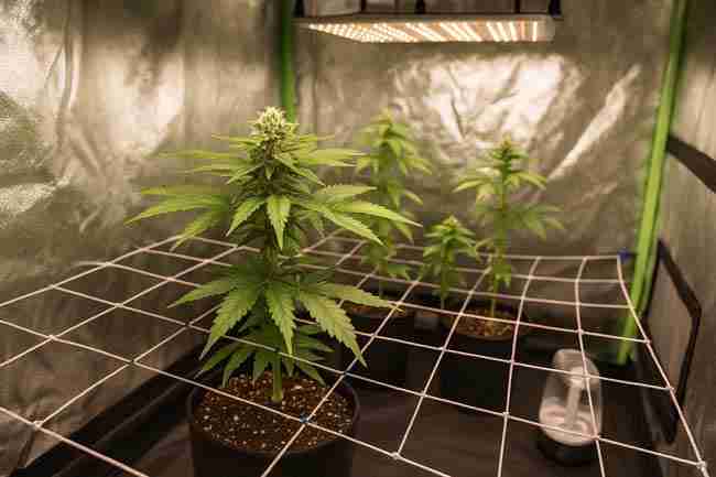 Horizontal image of cannabis plants in fabric pots inside a grow tent using a trellis net for canopy training under LED lighting.