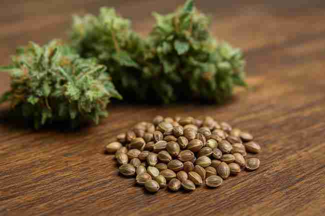 Specs checklist gear—filter size, tent space, and plant stature—when choosing low odor cannabis strains seeds.