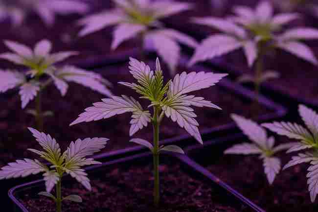 On-SERP optimization concept scene supporting findability of low odor cannabis strains seeds content.