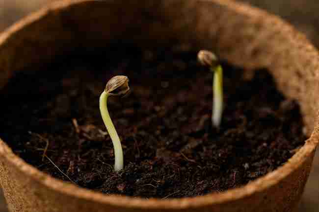 Close-up of two cannabis sprouts in soil, one still holding its seed coat, illustrating side-by-side germination results.