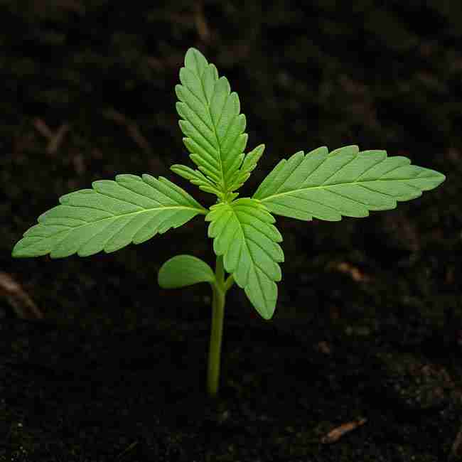 Close-up of a healthy cannabis seedling with cotyledon and true leaves growing in dark soil under soft light.
