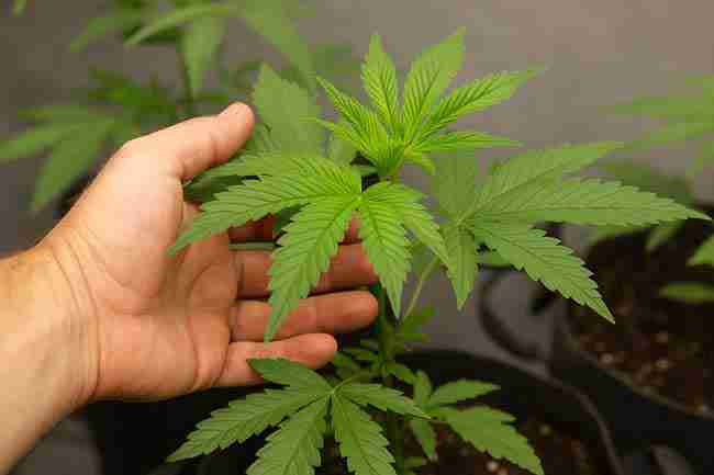 Hand gently inspecting cannabis plant leaves indoors, showing careful handling during hydrogen peroxide application in organic cannabis gardens.