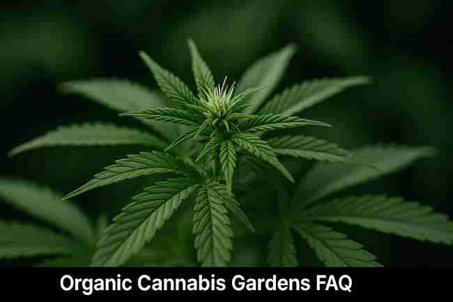 Close-up of a cannabis plant bud and leaves symbolizing the FAQ section on hydrogen peroxide use in organic cannabis gardens.