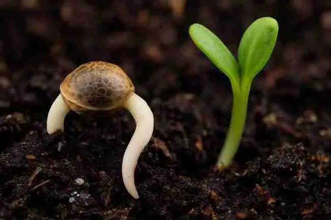 Close-up of a cannabis seed sprouting with emerging root and cotyledons pushing through moist soil.