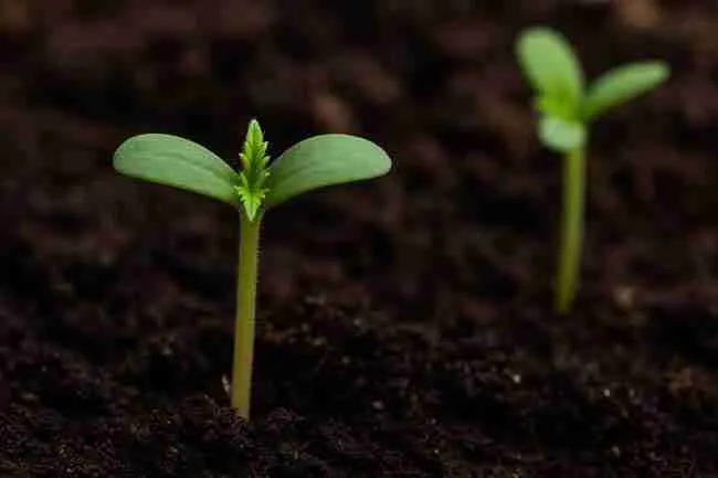 Two cannabis seedlings in moist soil, showing cotyledons and emerging true leaves under natural light.