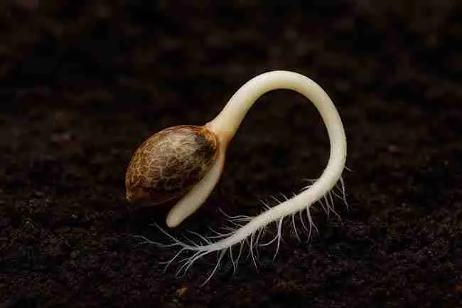 Macro of cannabis seed with emerging root tip intertwined with fine mycorrhizal fungi in dark soil.