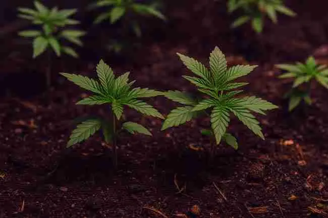 Cannabis seedlings thriving in organic soil under warm grow lights, highlighting early growth vigor and healthy leaves.