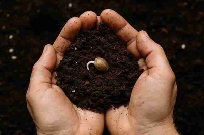 Hands holding dark moist soil with a germinating cannabis seed, showcasing root emergence and organic medium texture.
