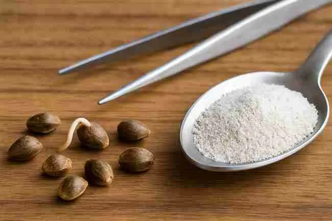 Cannabis seeds beside tweezers and spoonful of mycorrhizae powder on wood surface, showing germination setup.
