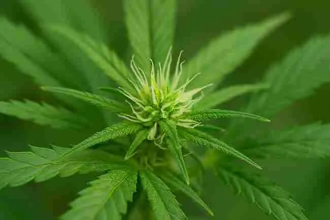Close-up of a cannabis plant in early flowering stage with young bud, white pistils, and trichomes under soft natural light.