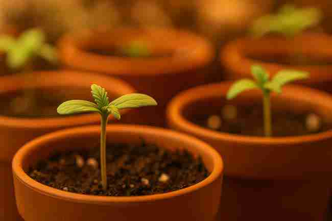Cannabis seedlings in terracotta pots under warm light, focusing on early cotyledon growth and healthy organic soil medium.