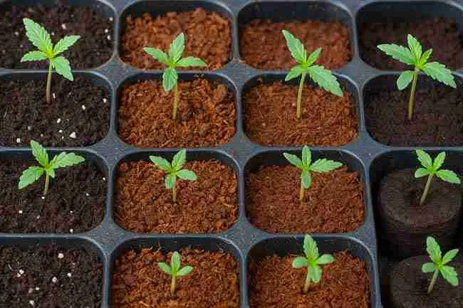 Cannabis seedlings sprouting in peat, coco, and plug side-by-side trays showing different cannabis seed starting mixes for germination.