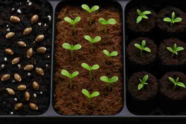 Cannabis seedlings sprouting in a dark peat-perlite mix with nearby soil amendments showing a classic cannabis seed starting mix recipe.