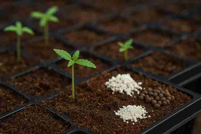 Cannabis seedlings sprouting in coco coir with perlite, showing airy cannabis seed starting mix and soil amendments for strong germination.