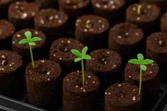 Cannabis seedlings growing in coco plugs arranged in trays, showing plug-based cannabis seed starting mix options for germination.