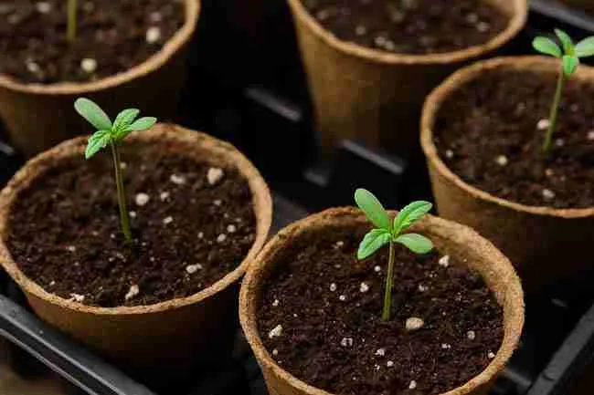 At-a-Glance Comparison): Cannabis seedlings growing in biodegradable pots, showing different cannabis seed starting mixes compared side by side for germination outcomes.