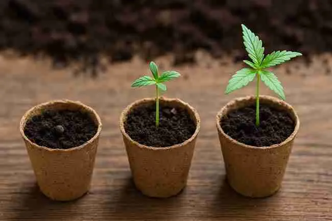 Three cannabis seedlings at different stages of growth in small peat pots, showing step-by-step cannabis seed starting mix recipes in action.
