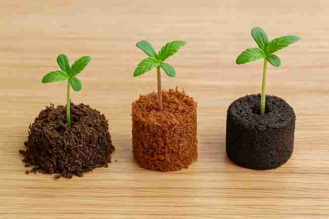 Cannabis seedlings sprouting in peat, coco, and plug side by side, representing step-by-step cannabis seed starting action plan in practice.