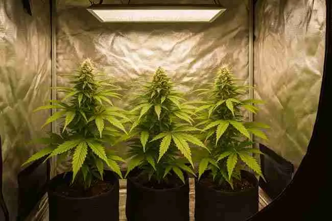 Three mature cannabis plants in fabric pots inside a reflective grow tent under LED lighting, with dense buds and healthy leaves.
