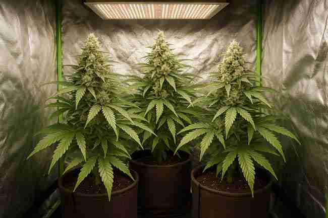 Three mature cannabis plants in fabric pots inside a reflective grow tent, flowering under a red-and-white LED panel.