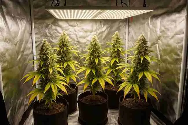 Four mature cannabis plants in fabric pots inside a reflective grow tent, flowering under a warm LED light panel.
