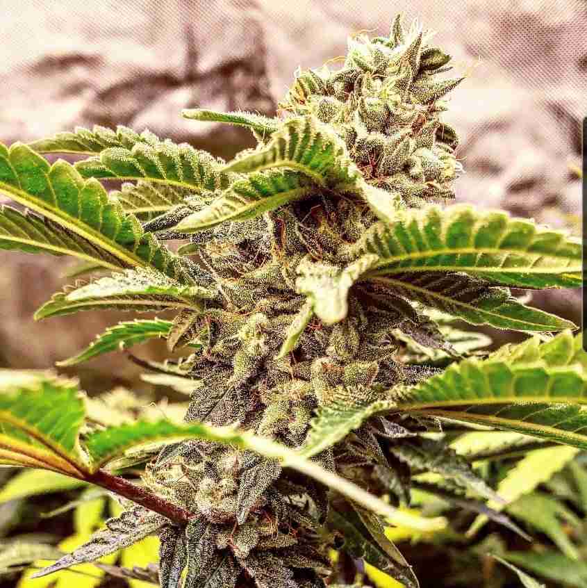 A close up of a fully flowering cannabis plant that was grown with silica
