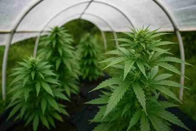 Cannabis plants growing under a curved rain shelter while a gardener checks for airflow, condensation, and humidity troubleshooting signs.