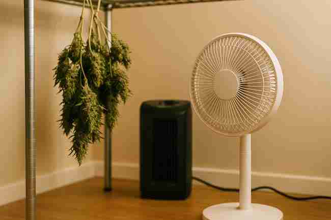 Drying room showing whole plants, hanging branches, and drying racks side by side with a fan and dehumidifier for airflow and moisture control.