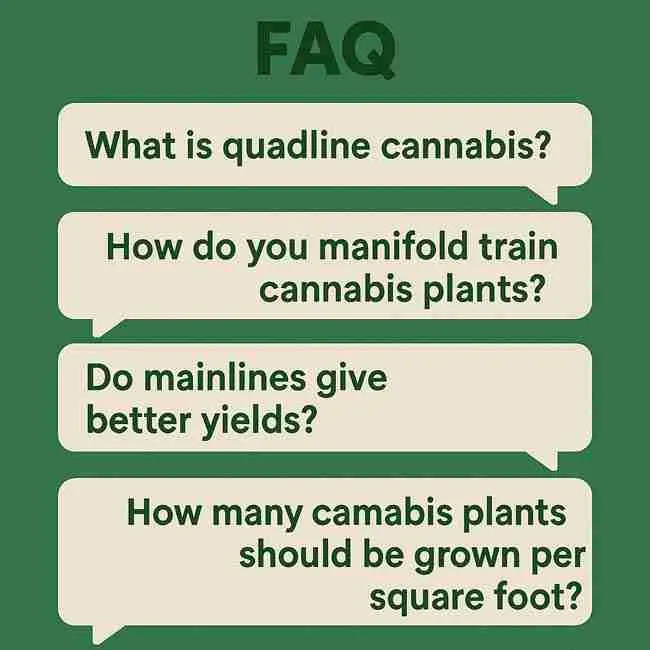 Grower gently training cannabis plants by topping and tying branches inside an indoor grow tent, showing hands-on steps for quadline, manifold, and mainline techniques under LED lighting.
