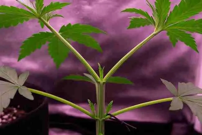 Close-up of cannabis plant branches splitting from the main stem under LED grow lights showing structure and tie-downs to illustrate pros and cons of different training techniques.