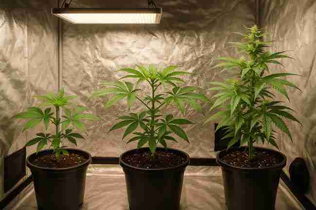 Indoor cannabis grow tent showing plants with uneven canopy, over-defoliation, and corrected growth using ties and pruning tools under LED lighting.