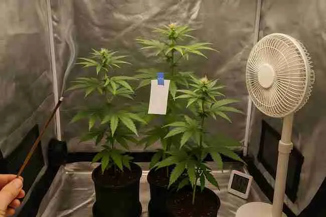 Horizontal image of cannabis grow tent with incense smoke, paper strip, fan, and plants showing airflow mapping test.